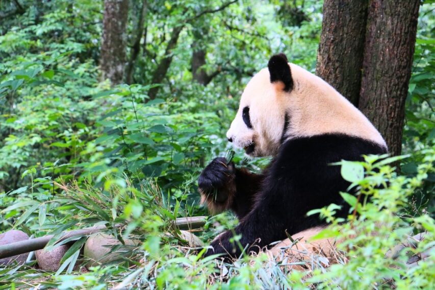 Công viên Gấu Trúc Đô Giang Yển