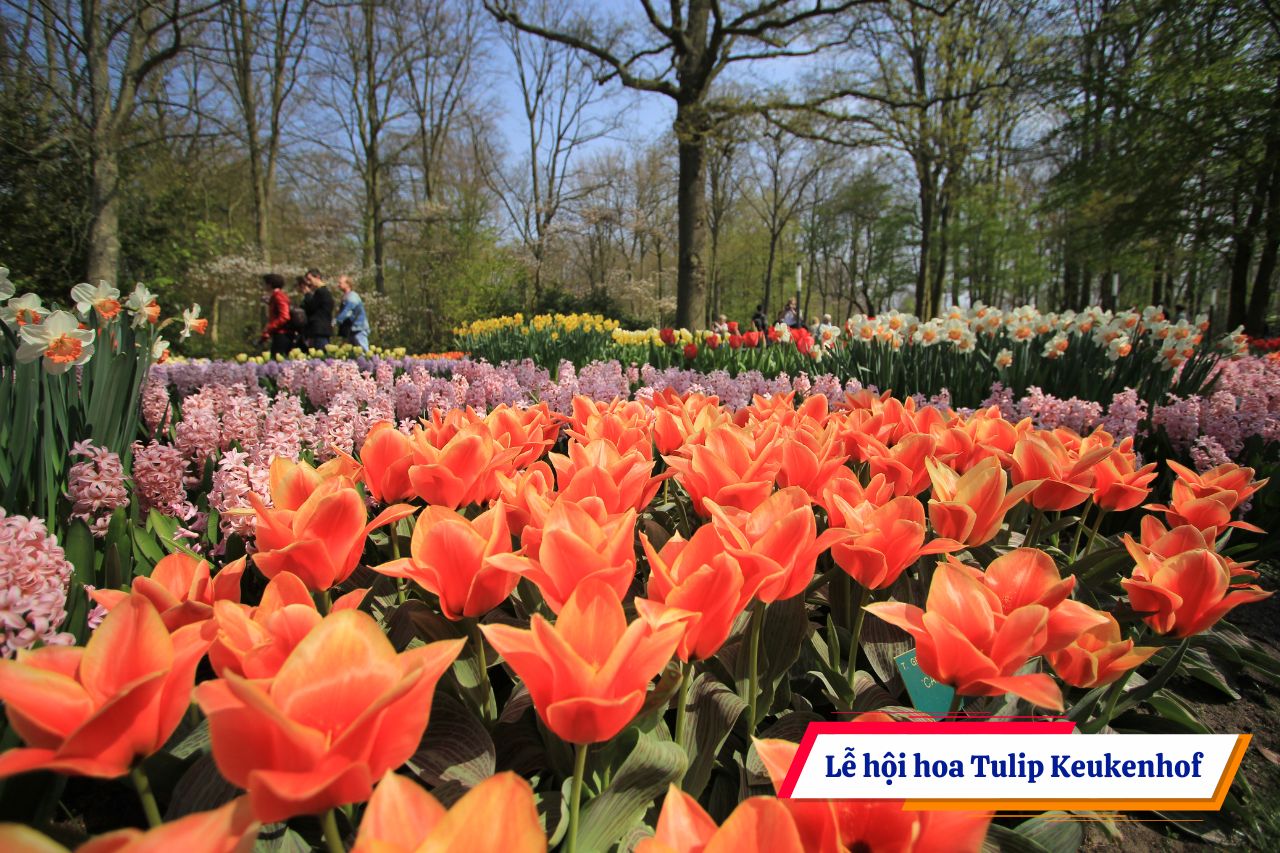 Lễ hội hoa Tulip Keukenhof