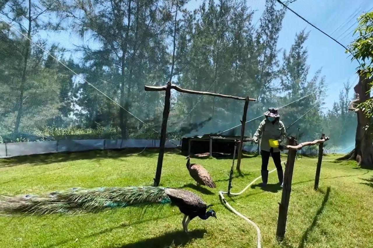 SAFARI FLC QUY NHON