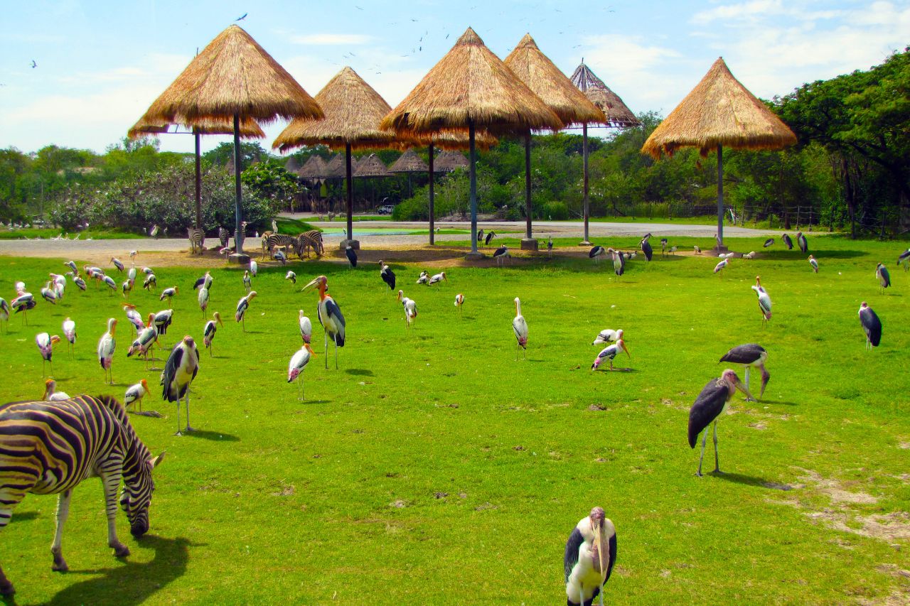 Safari World Bangkok (3)