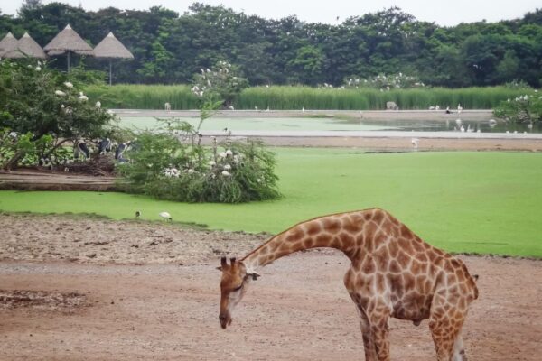 Safari World Bangkok (4)