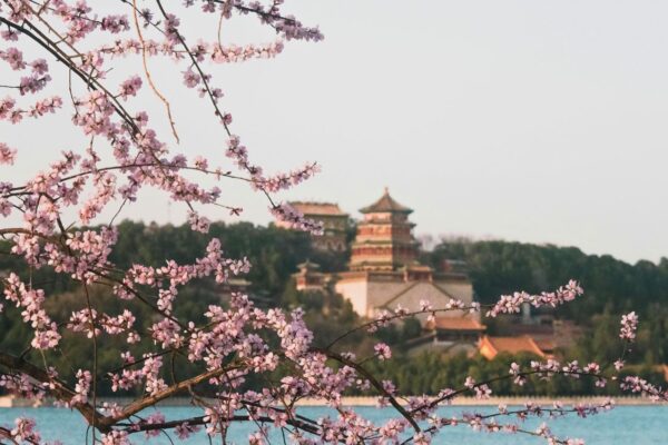 mua xuan o bac kinh voi hoa anh dao
