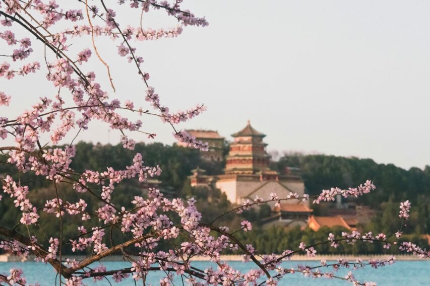 mua xuan o bac kinh voi hoa anh dao