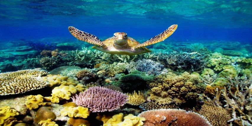 TOUR 4 ĐẢO NHA TRANG