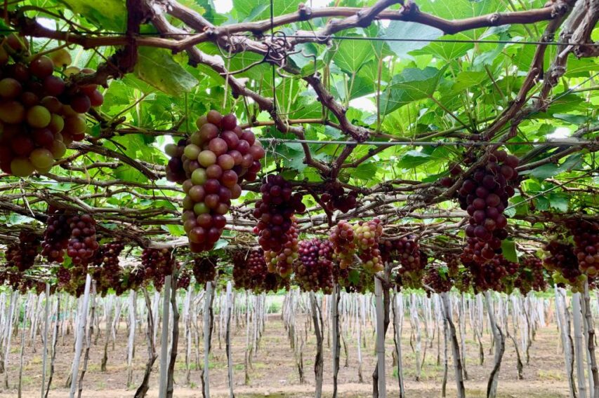 đồng cừu suối tiên ninh thuận 02
